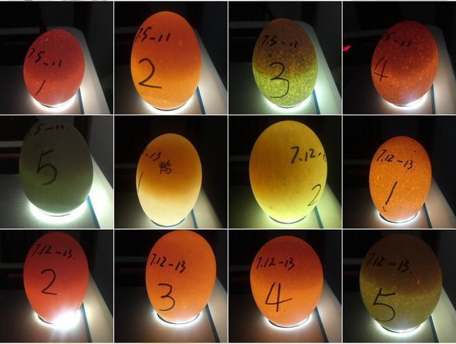 7月20日 13日的蛋蛋孵足7天了,11号的蛋蛋也已经孵了9天了,再次照蛋