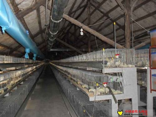 笼养鸡舍现场图片