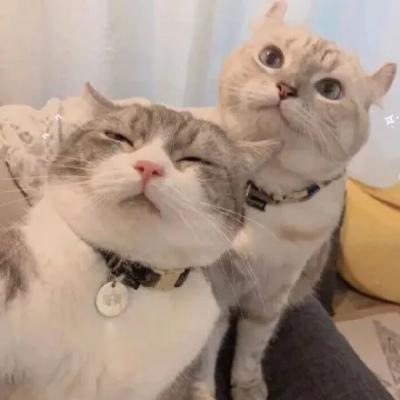 首页 qq头像 微信头像