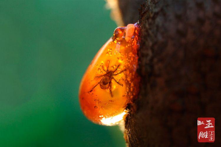 琥珀形成过程是怎样的?琥珀形成的过程介绍