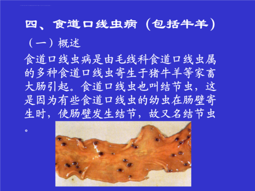 西北农林科技大学兽医寄生虫学ppt课件4食道口线虫病