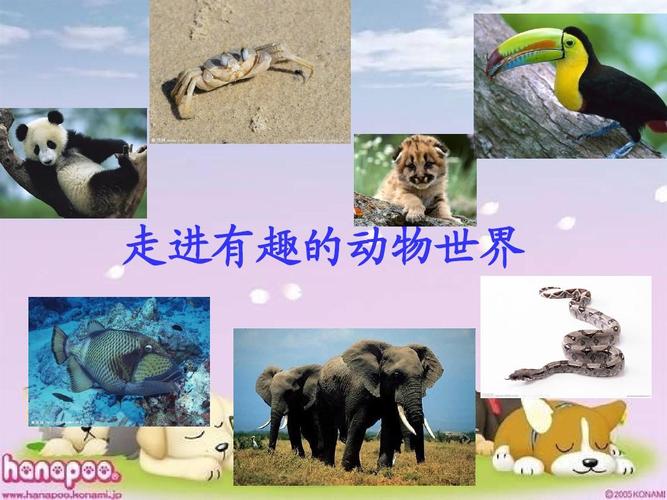 走进有趣的动物世界