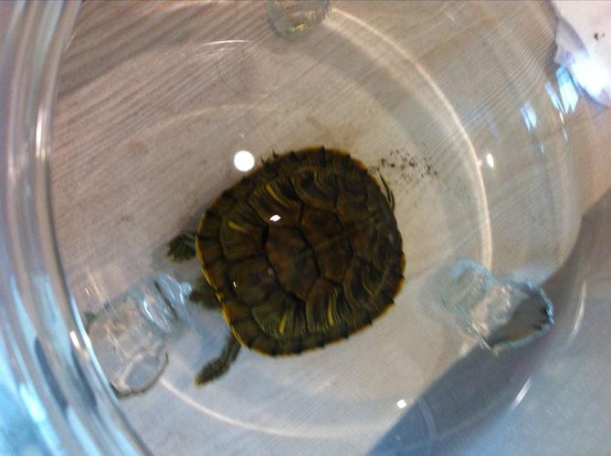 乌龟像这么大一次放多少粒,一天喂几次?