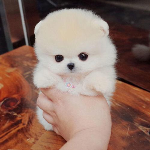 长不大的宠物狗活体 小型