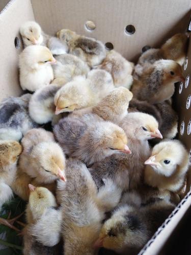 芦花鸡苗 红芦花鸡金芦花鸡汶上芦花鸡出壳苗价格多少