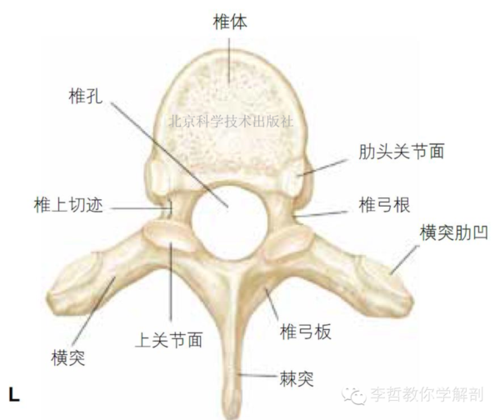 胸椎-腰椎-骶骨-尾骨的基础解剖学---lww解剖学精要图谱剧透篇(三)