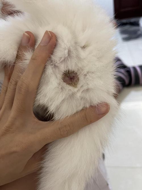 请问猫咪这样是不是脱肛了(有图,慎入)