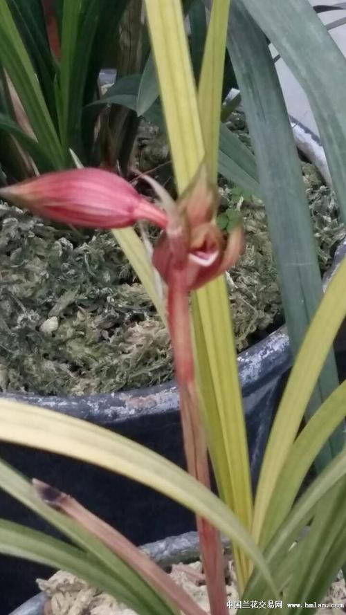 春剑双艺-------开花过程!