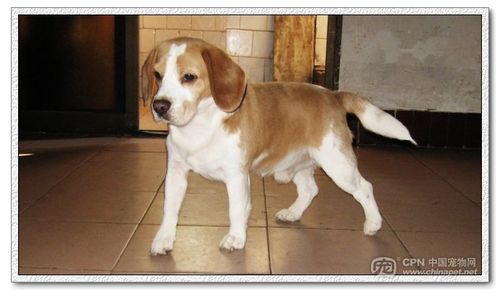 双色比格犬—beagle