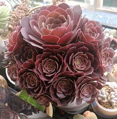 荷兰圆叶"玫瑰法师",冬天长不长?全靠"一点"决定