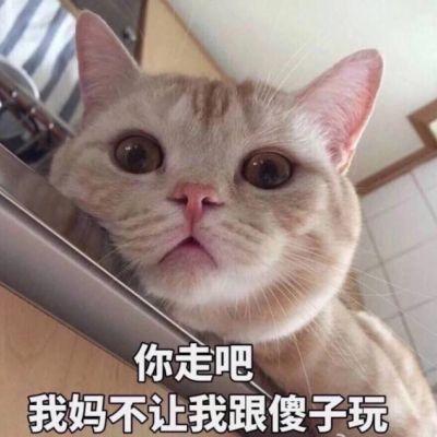 超可爱猫咪带字头像大全高清
