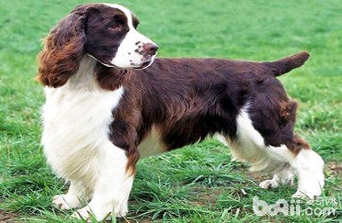 英国跳猎犬价格