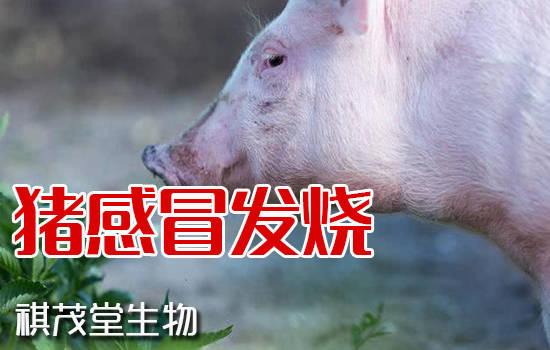 猪感冒发烧怎么治疗用什么中药?