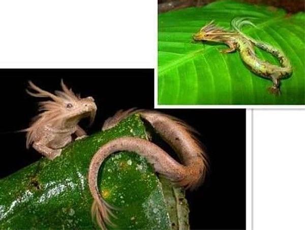 龙是真实存在的,一直未被承认,小编带你一起去探寻龙存在的证据