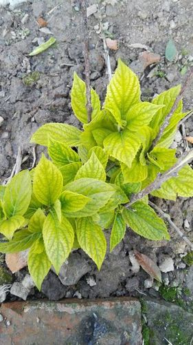 为什么这棵绣球花的叶子是黄绿色的了,请有经验的大神