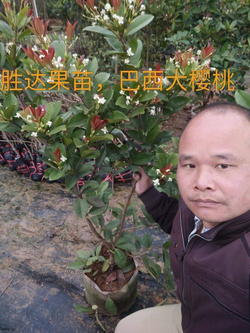 巴西樱桃苗 巴西大樱桃,玫瑰樱桃.