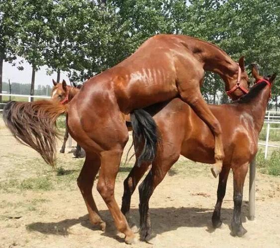 尖峰养殖场宠物矮马售卖 旅游观赏马 能骑的小矮马 婚庆用矮马 纯种