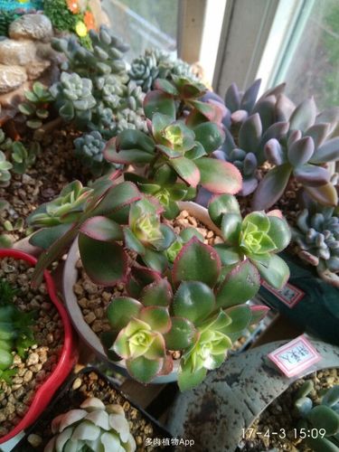 打赏5花币 艳日辉还有救吗