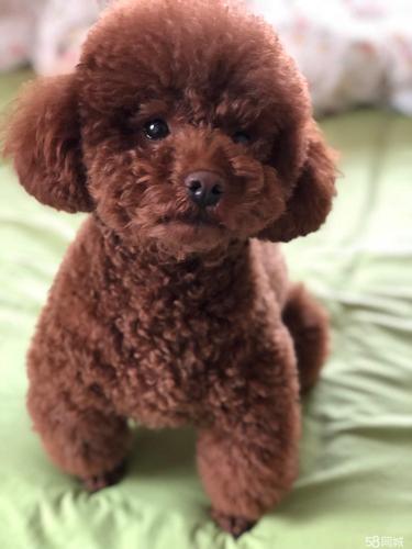 棕色小型玩具体泰迪 俩月零七天 自己家养的