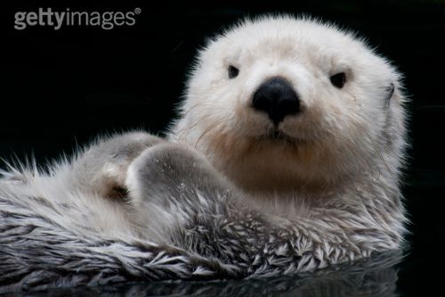 全球最萌十大动物,真的不来看看嘛?