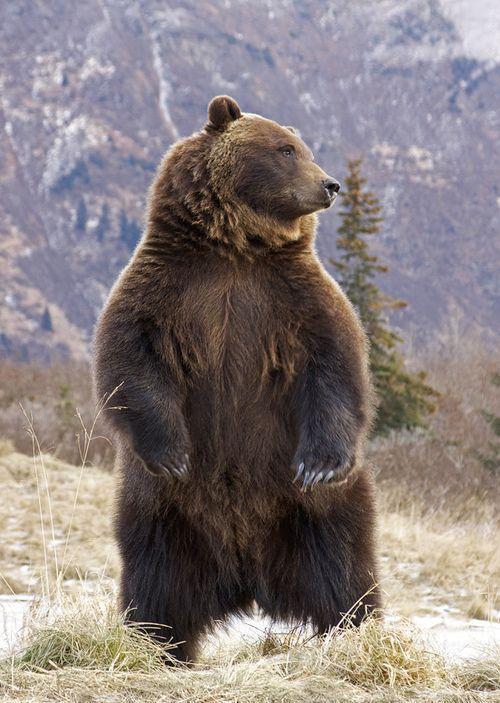 又被人叫做灰熊,当然在俄罗斯,也被人戏称为西伯利亚大仓鼠