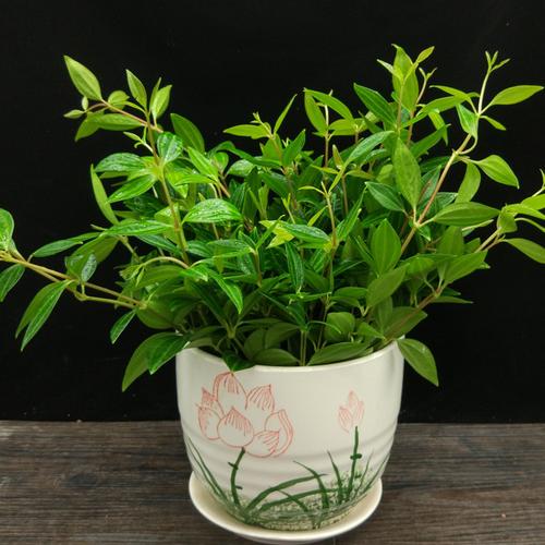 钻石翡翠水培植物悬挂吊兰吸甲醛推荐