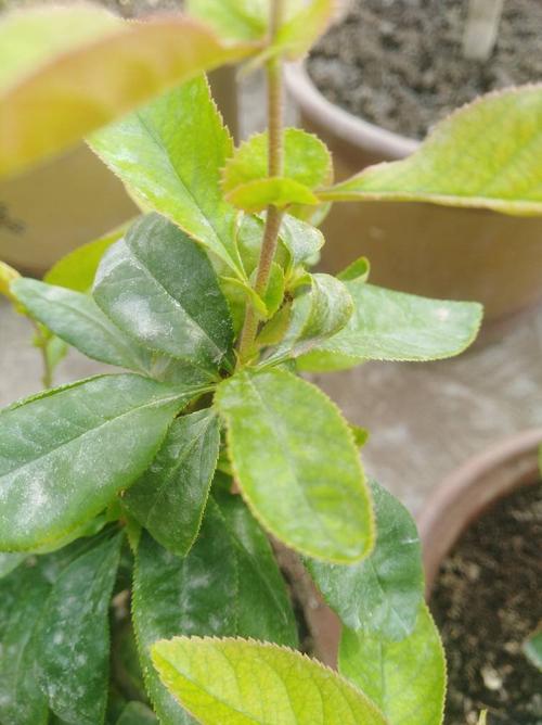 那位老师给看看这是日本海棠吗