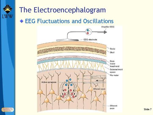 心理学 ch19 brain rhythms and sleepppt  the electroencephalogram
