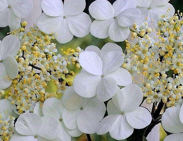 其它 琼花 写美篇 花语:魅力无限,无私的爱 别称:聚八仙,蝴蝶花,牛耳