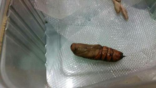 这些蝴蝶蛹要多长时间才能孵岀来?包括这个霜天蛾蛹.