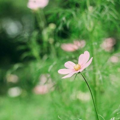 风景头像清新淡雅,高清唯美清新的绿色风景头像图片大全_风景头像