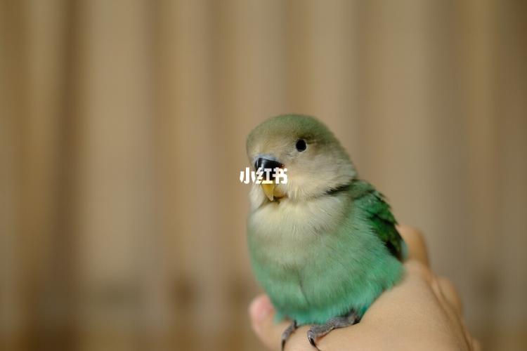 牡丹鹦鹉/绿金顶_牡丹_手养牡丹鹦鹉_宠物_宠物其他