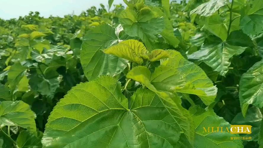 乡村生活桑叶茶桑叶清补山西密家茶叶有限公司自产自销