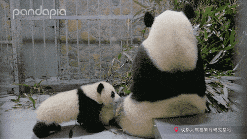 提到 温柔的熊猫麻麻,你可能会想到毛毛与芝芝;提到 活泼的熊猫麻麻