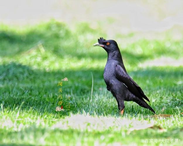凤头八哥鸟