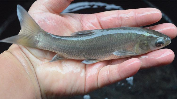 青鱼苗大型活体淡水养殖黑鲩皖鱼缸观赏放生鲢鳙草鱼螺丝青鱼鱼苗5条