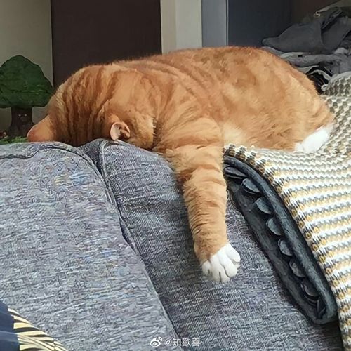 请问友友们有没有躺平的表情包或头像