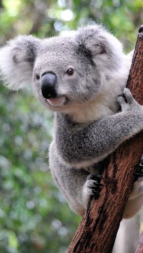 koala: