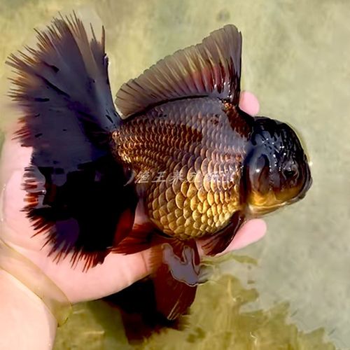 泰狮巨人金鱼百褶裙黑泰红白精品百褶f1观赏鱼鱼