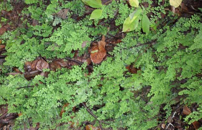 猪鬃草的药用功效