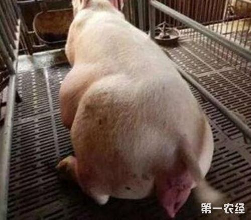 母猪分娩产程过长的原因及应对措施