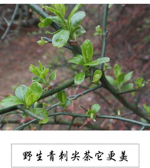 青娜鲁青刺果养生尖茶青刺果尖茶竹篮装大