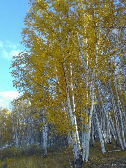 古树白桦树简笔画