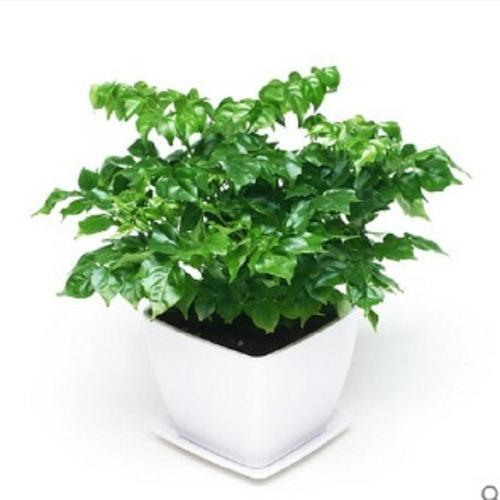 幸福树盆栽小绿宝室内客厅卧室办公桌大小型盆景绿植四季常青植物