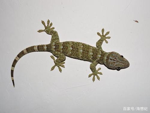 很酷的蜥蜴,这些关于壁虎的小知识你还不知道吗?