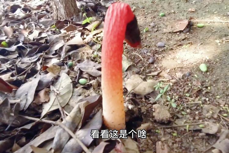 看看志强在小树林里发现了什么?细细红红的长得像蛇又像蘑菇