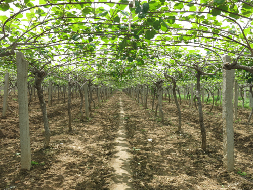 【"溪山春雨"贵大助农云课堂】猕猴桃春天生