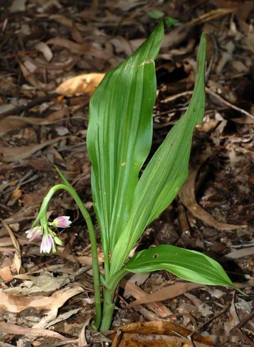 夏季看到这些牢底坐穿花千万别去挖可能会触犯法律