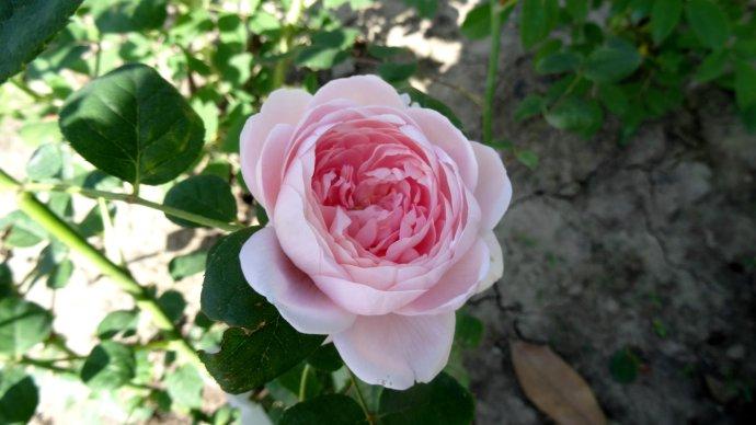 清新和美丽的月季瑞典女王