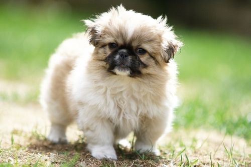 pekinese puppy 1